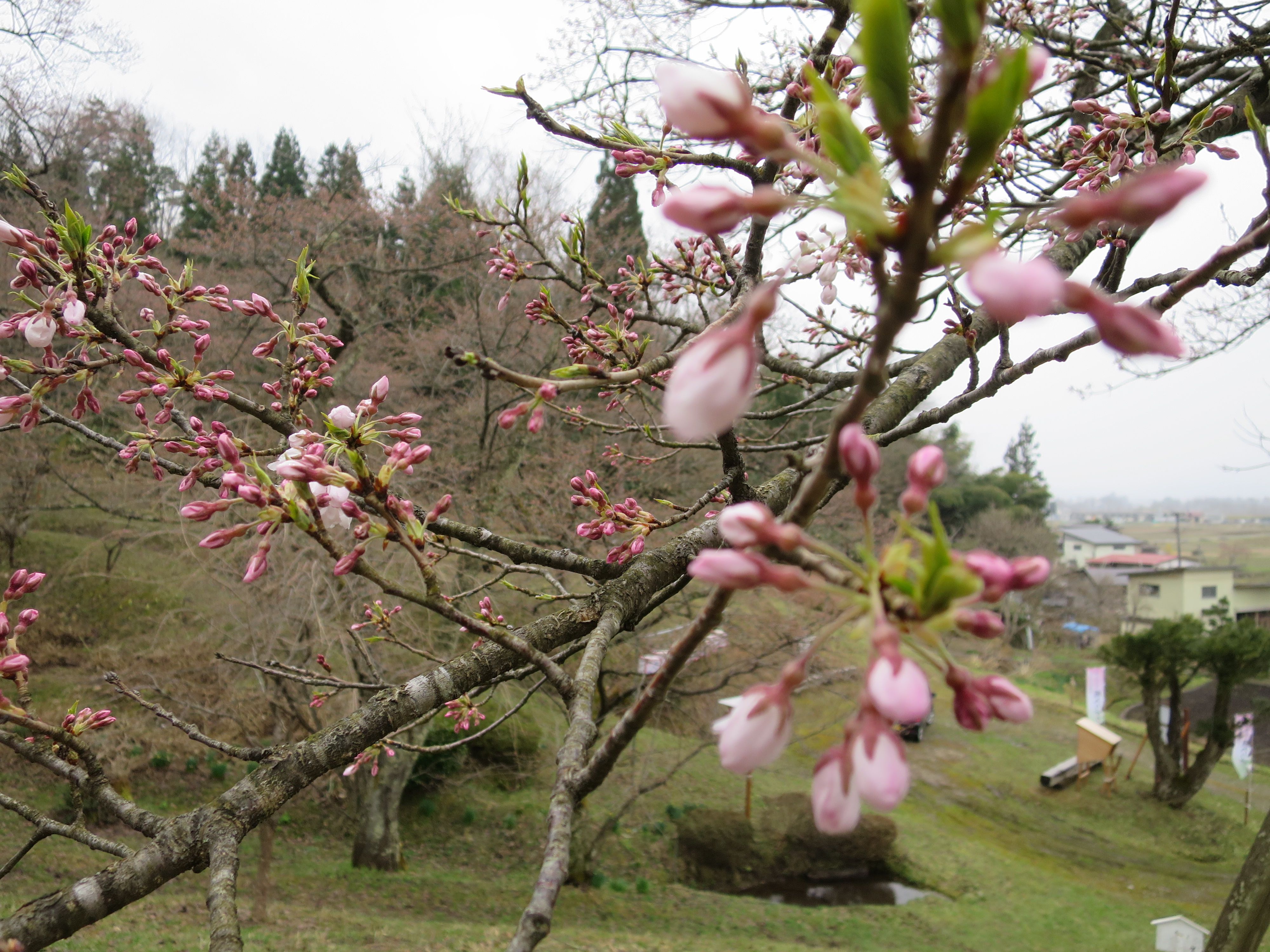 2018/4/9 桜の開花状況