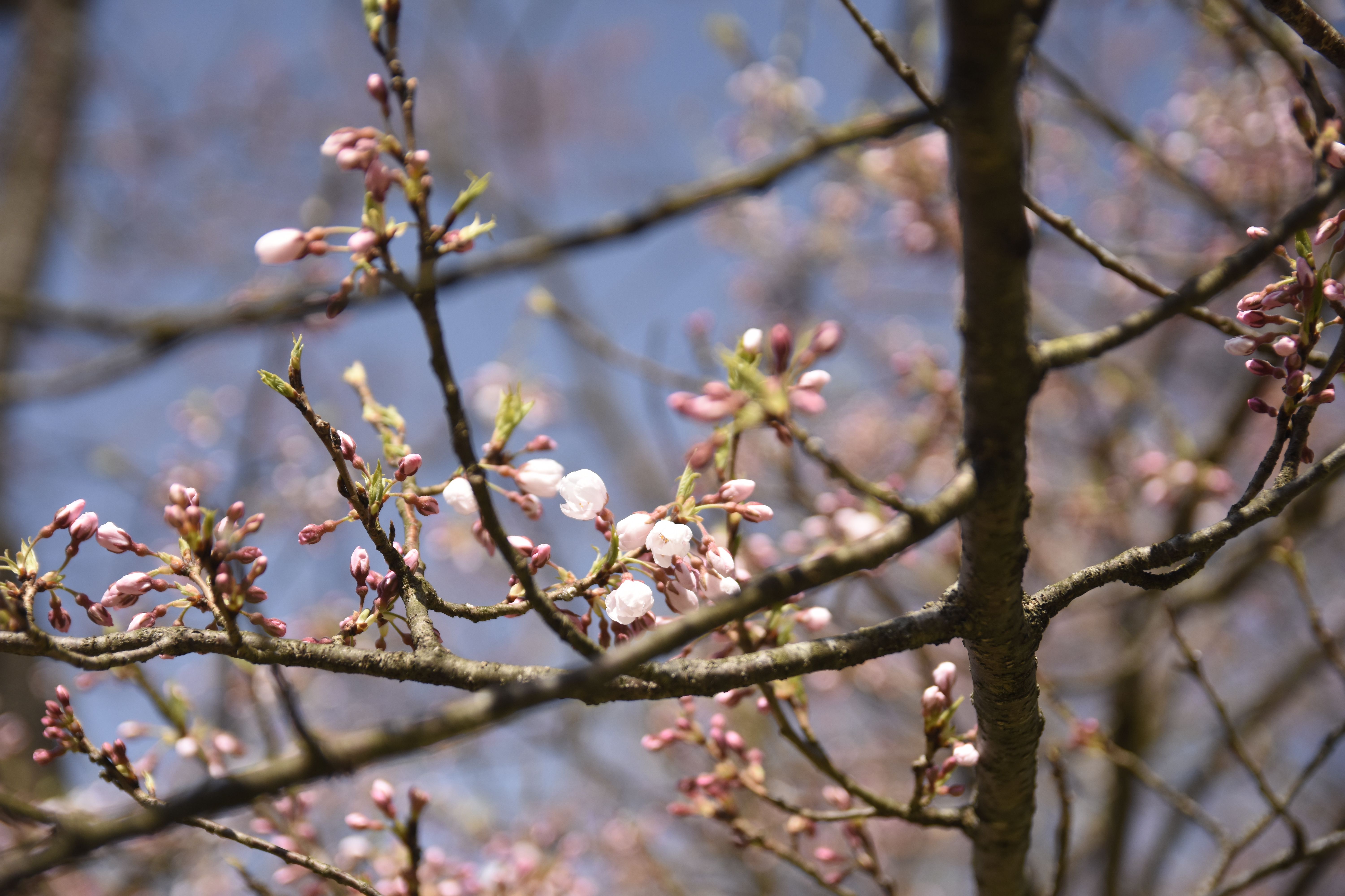 2018/4/10 桜の開花状況
