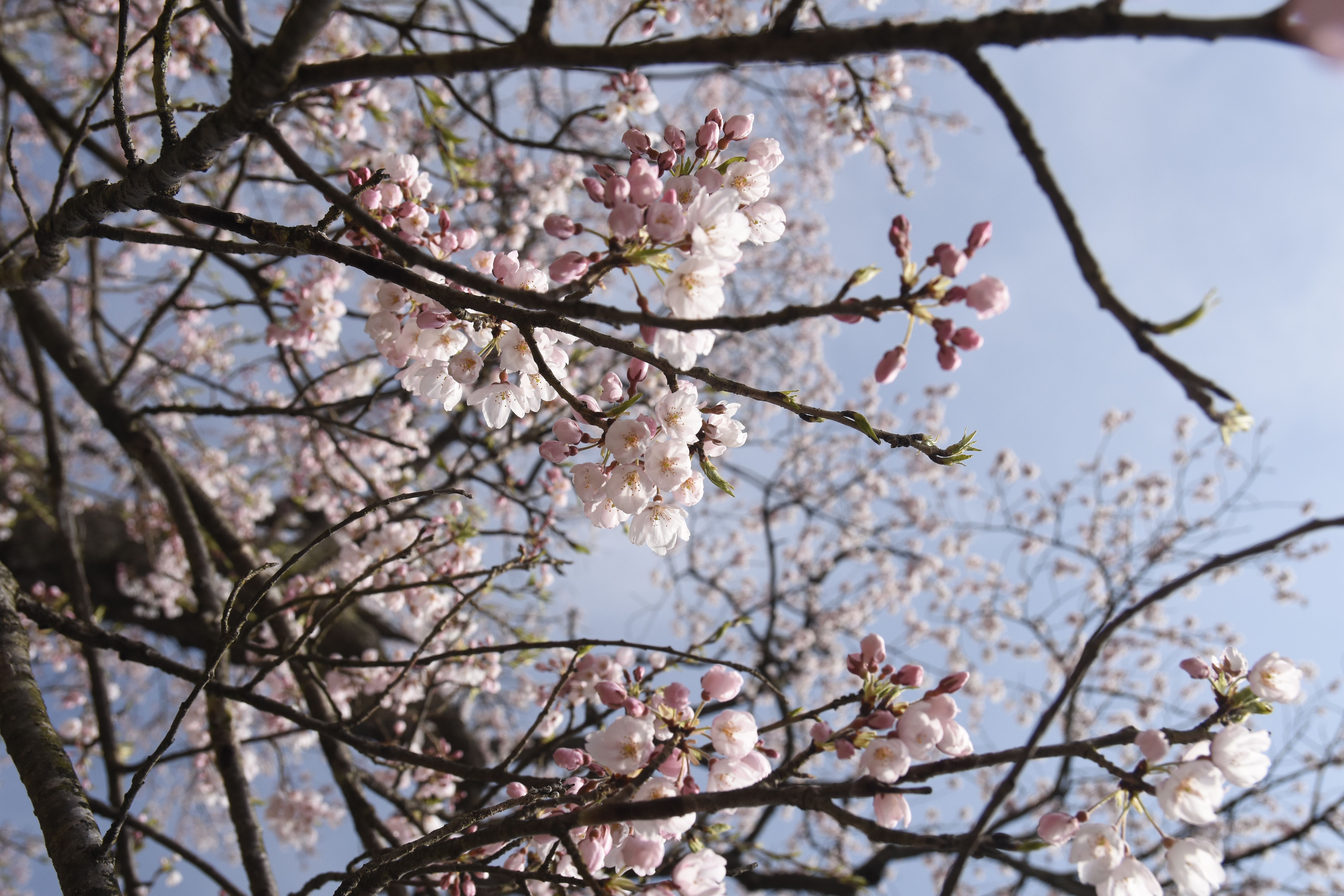 2018/4/12 桜の開花状況