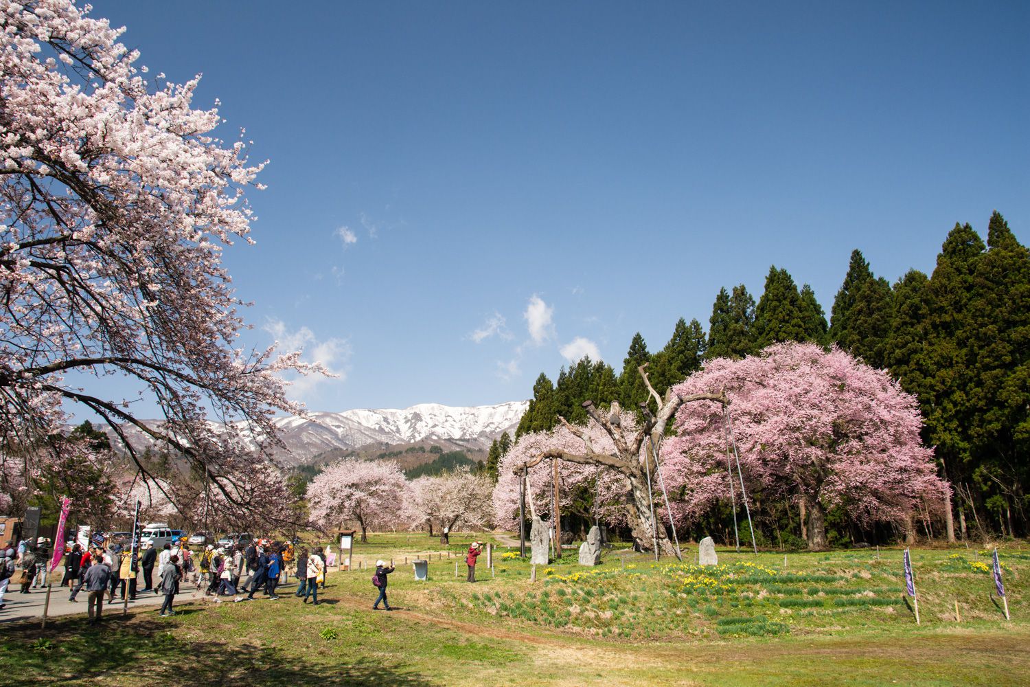 2018/4/19 桜の開花状況