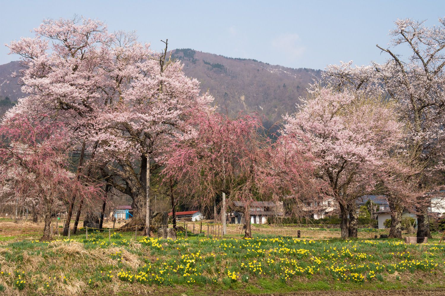 2018/4/20 桜の開花状況