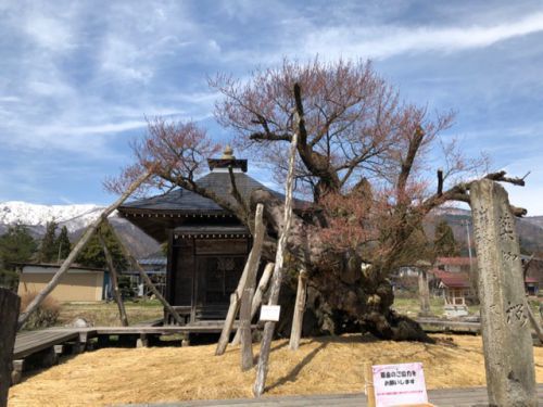 【4/17樹齢1200年の薬師ザクラ開花しました】