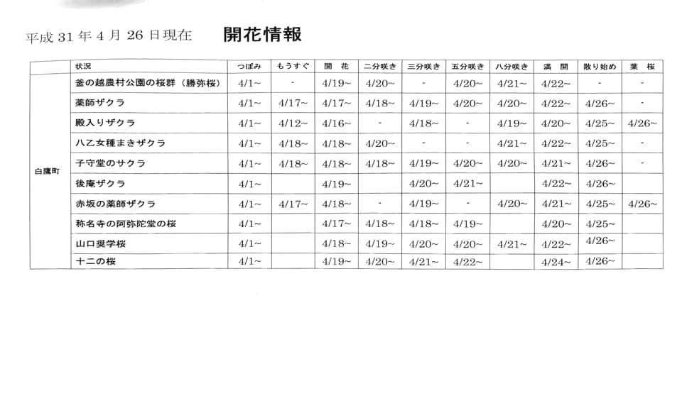 【4/26　古典桜開花情報】