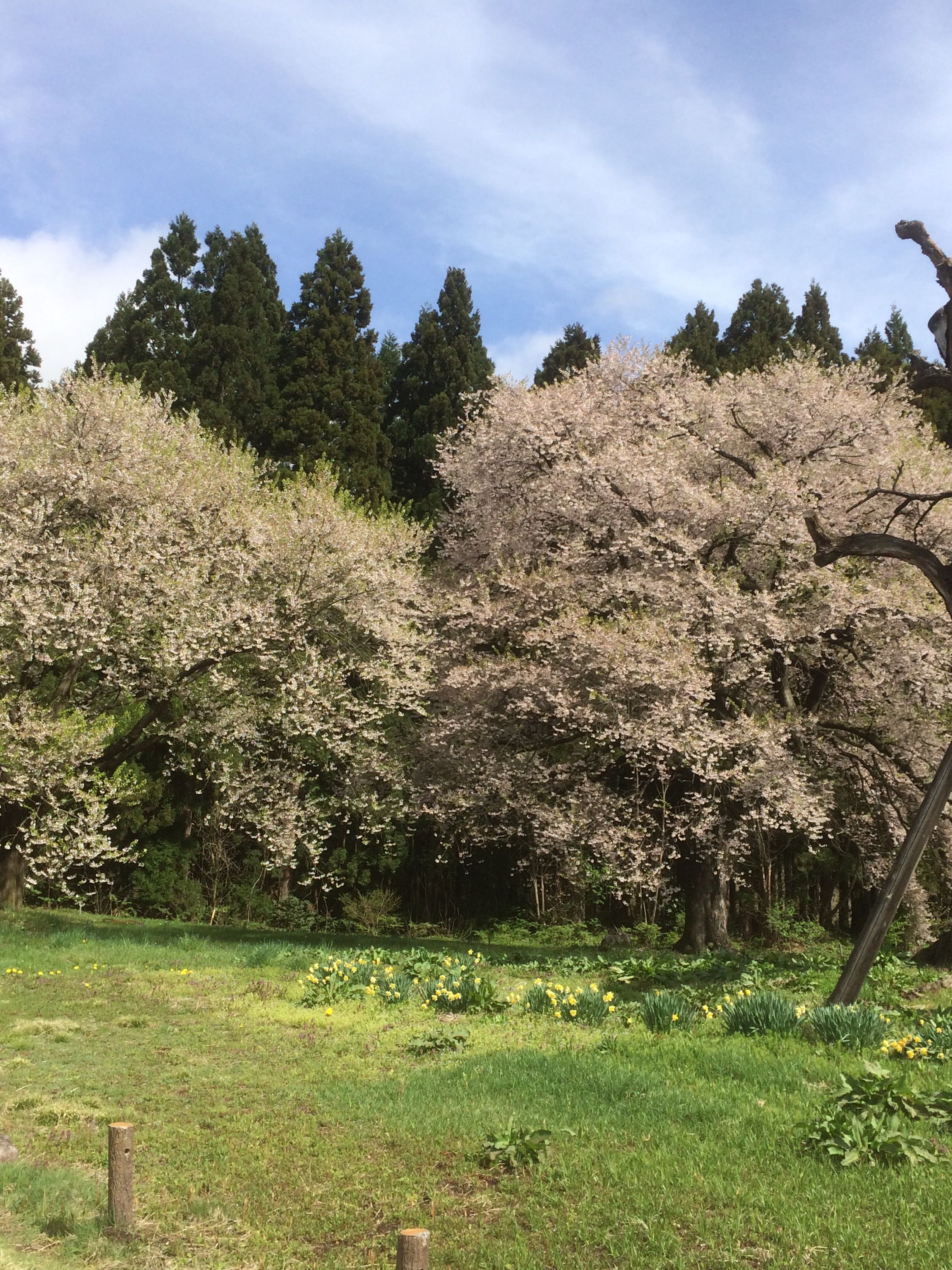 【令和元年5月1日　古典桜開花情報】