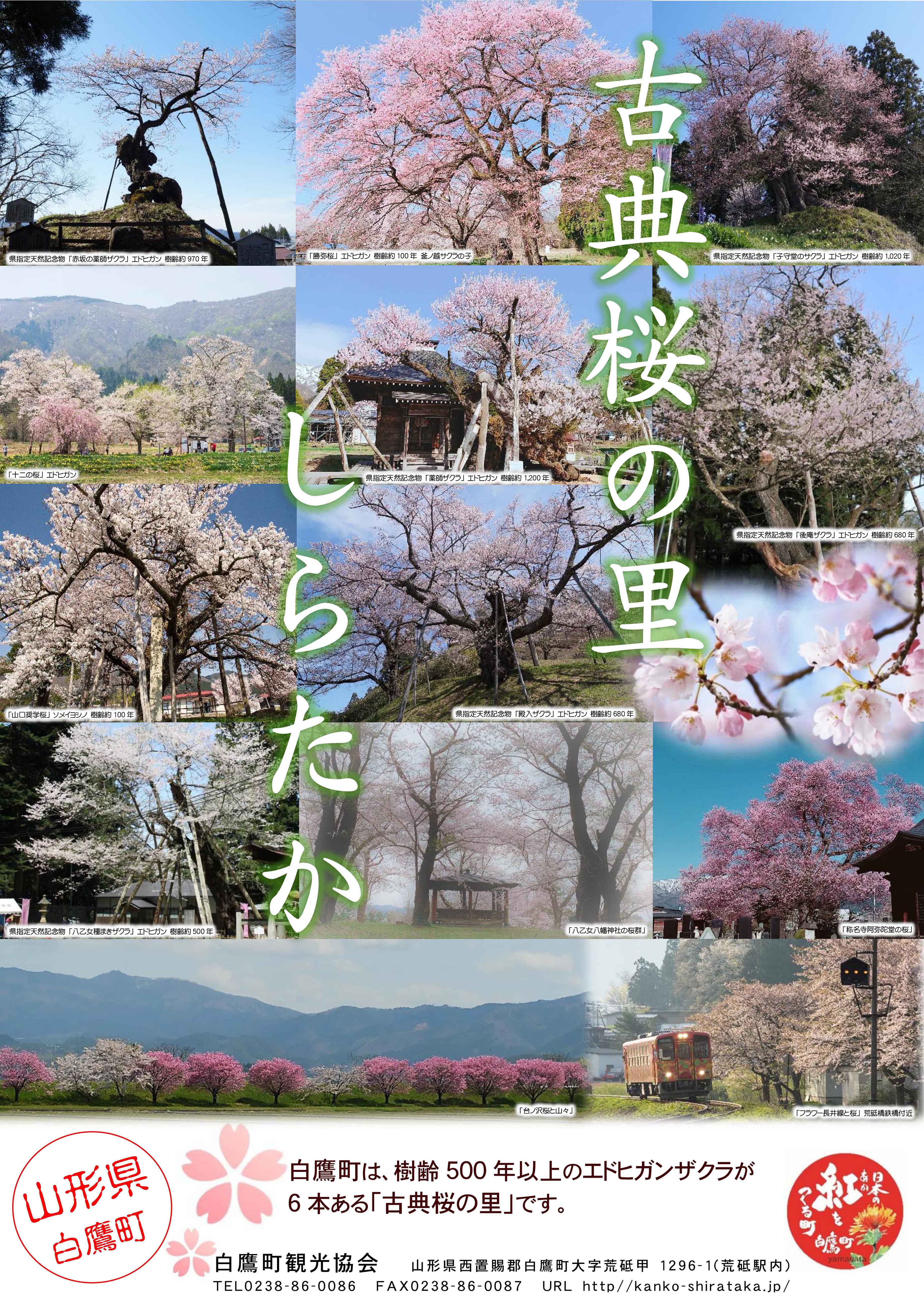 「古典桜の里しらたか」ポスターが出来ました
