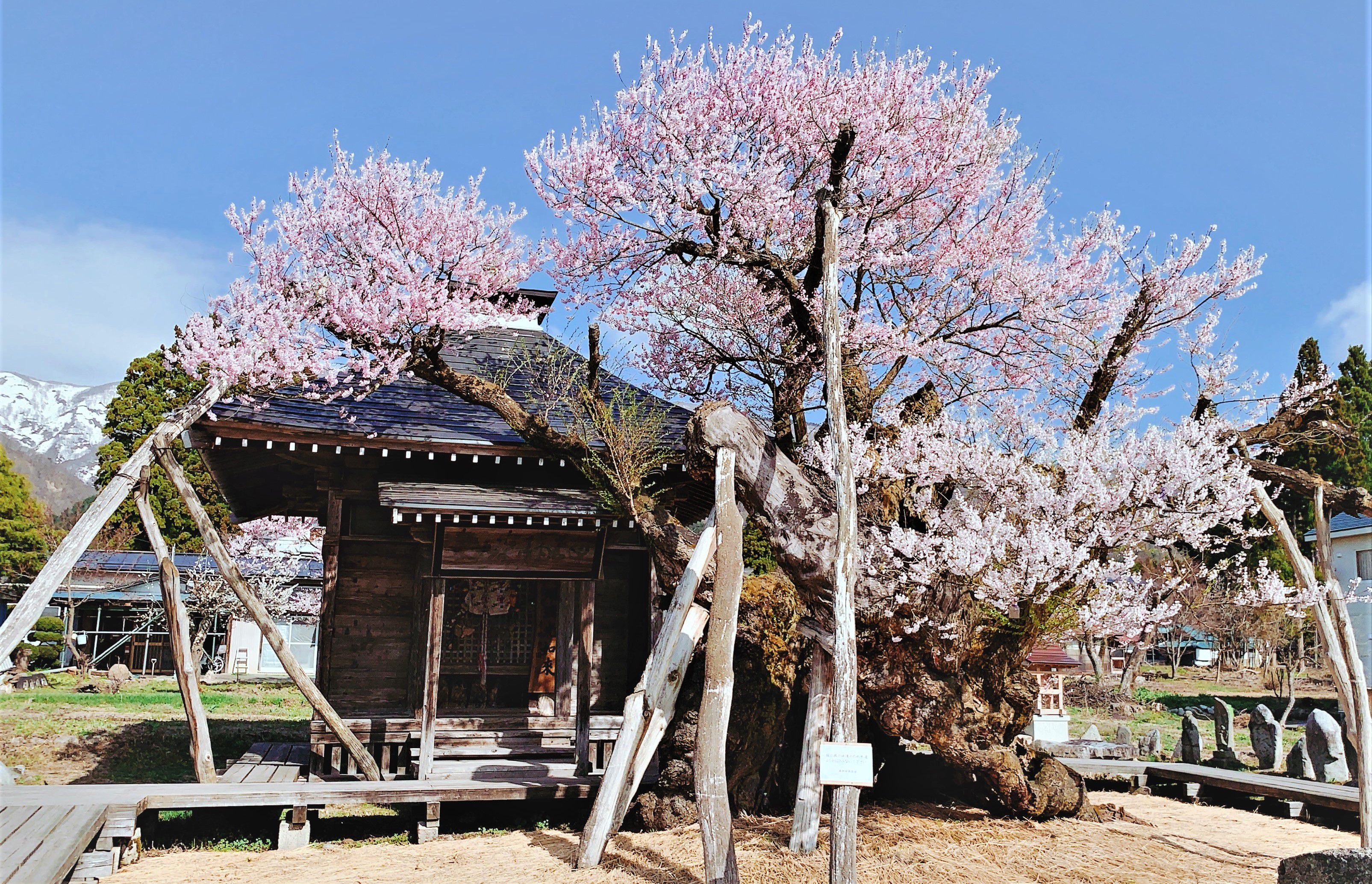 【しらたか古典桜の里さくらまつりの中止について】