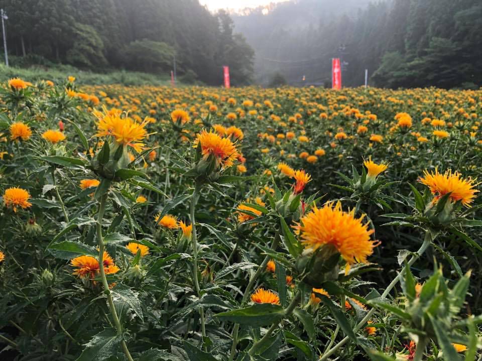 第26回白鷹紅花まつり中止のお知らせ