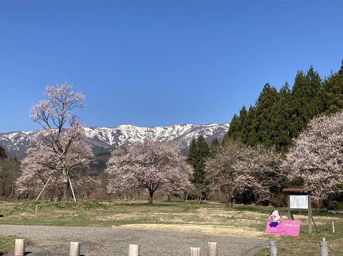 白鷹古典桜の里　紹介ムービー