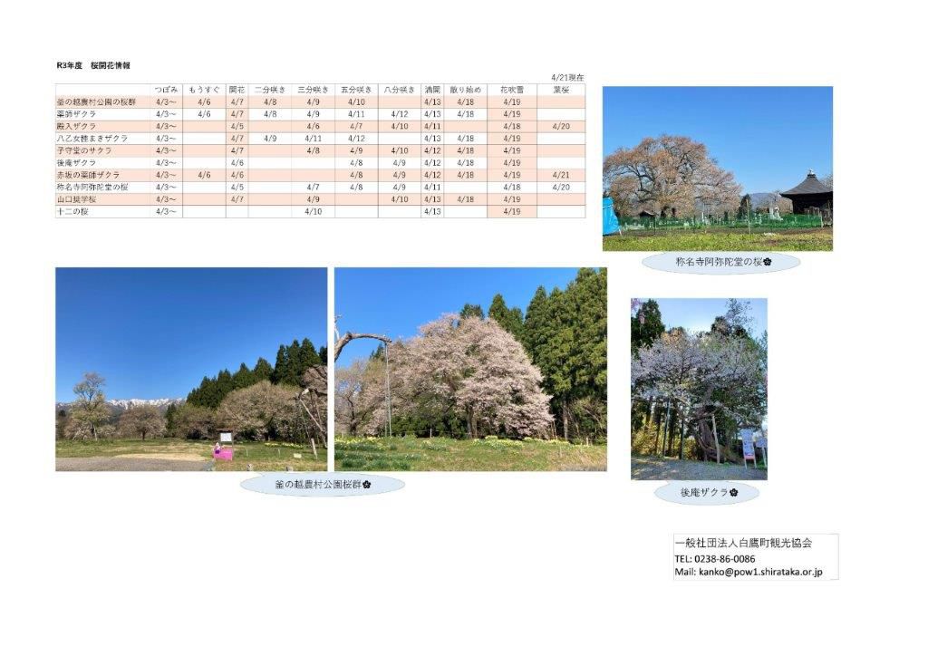 ４月21日（水）桜開花情報