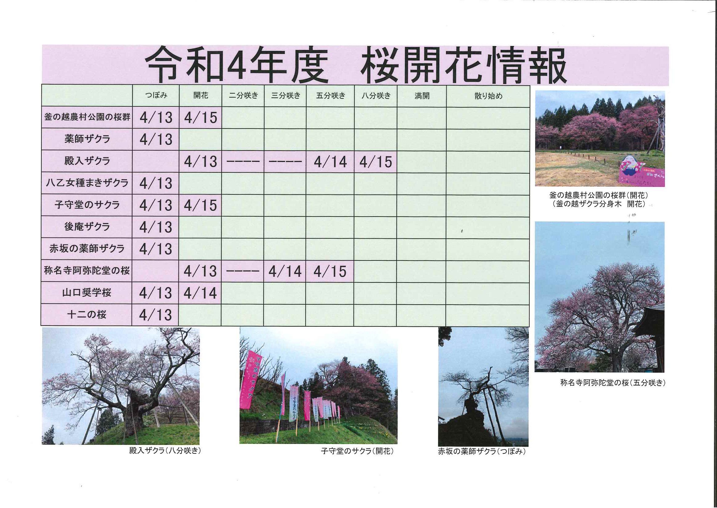 桜開花情報