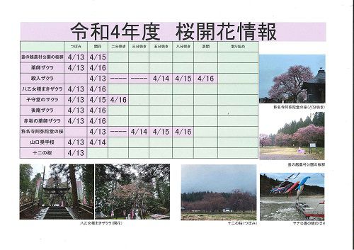 令和4年度　白鷹町さくら開花情報