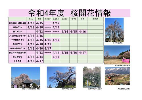 令和4年度　白鷹町さくら開花情報