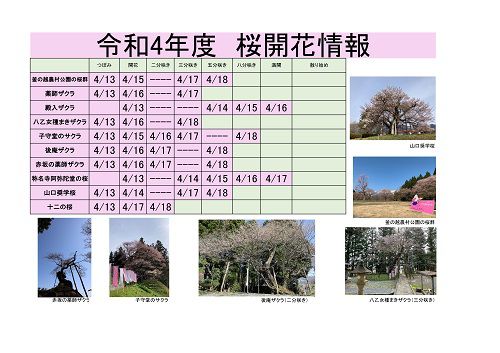 令和4年度　白鷹町さくら開花情報