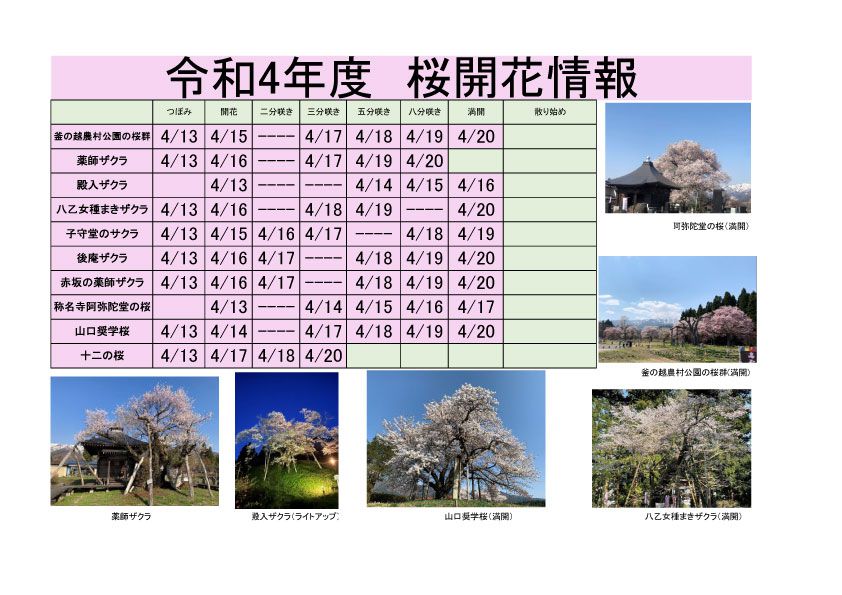 令和4年度　白鷹町さくら開花情報