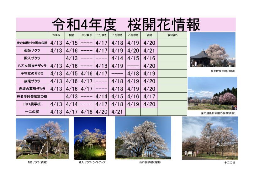 令和4年度　白鷹町さくら開花情報