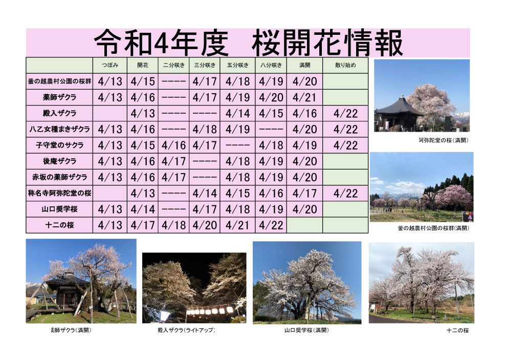 令和4年度　白鷹町さくら開花情報