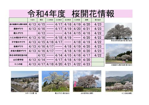 令和4年度　白鷹町さくら開花情報