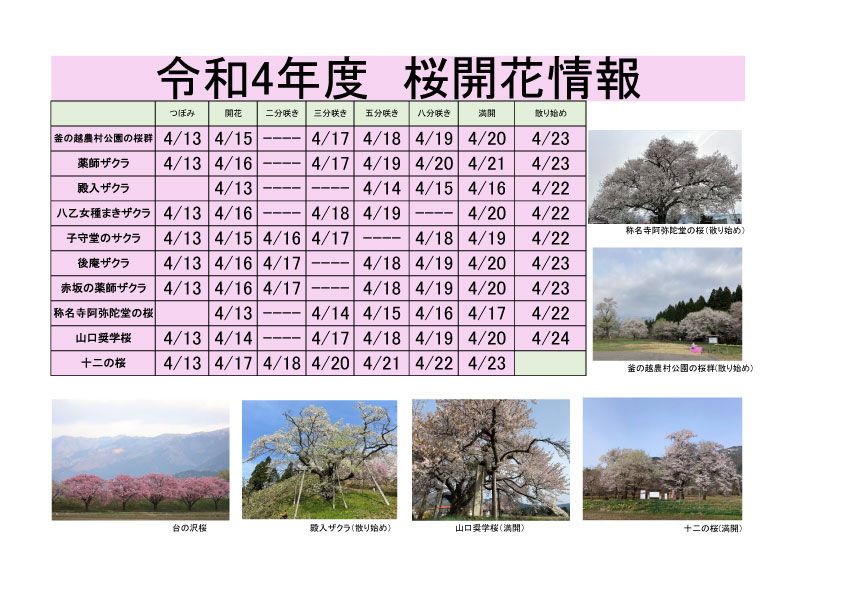 令和4年度　白鷹町さくら開花情報