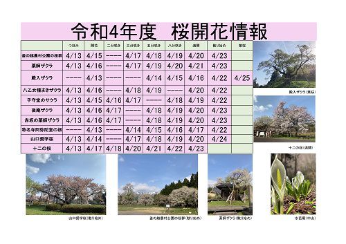 令和4年度　白鷹町さくら開花情報