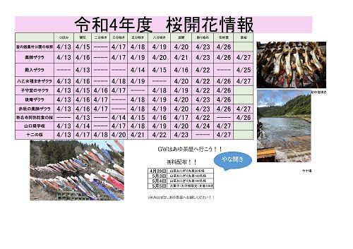 令和4年度　白鷹町さくら開花情報