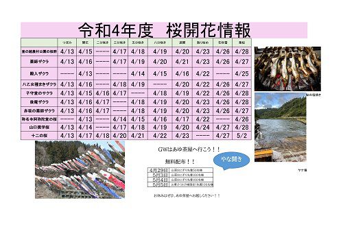 令和4年度　白鷹町さくら開花情報