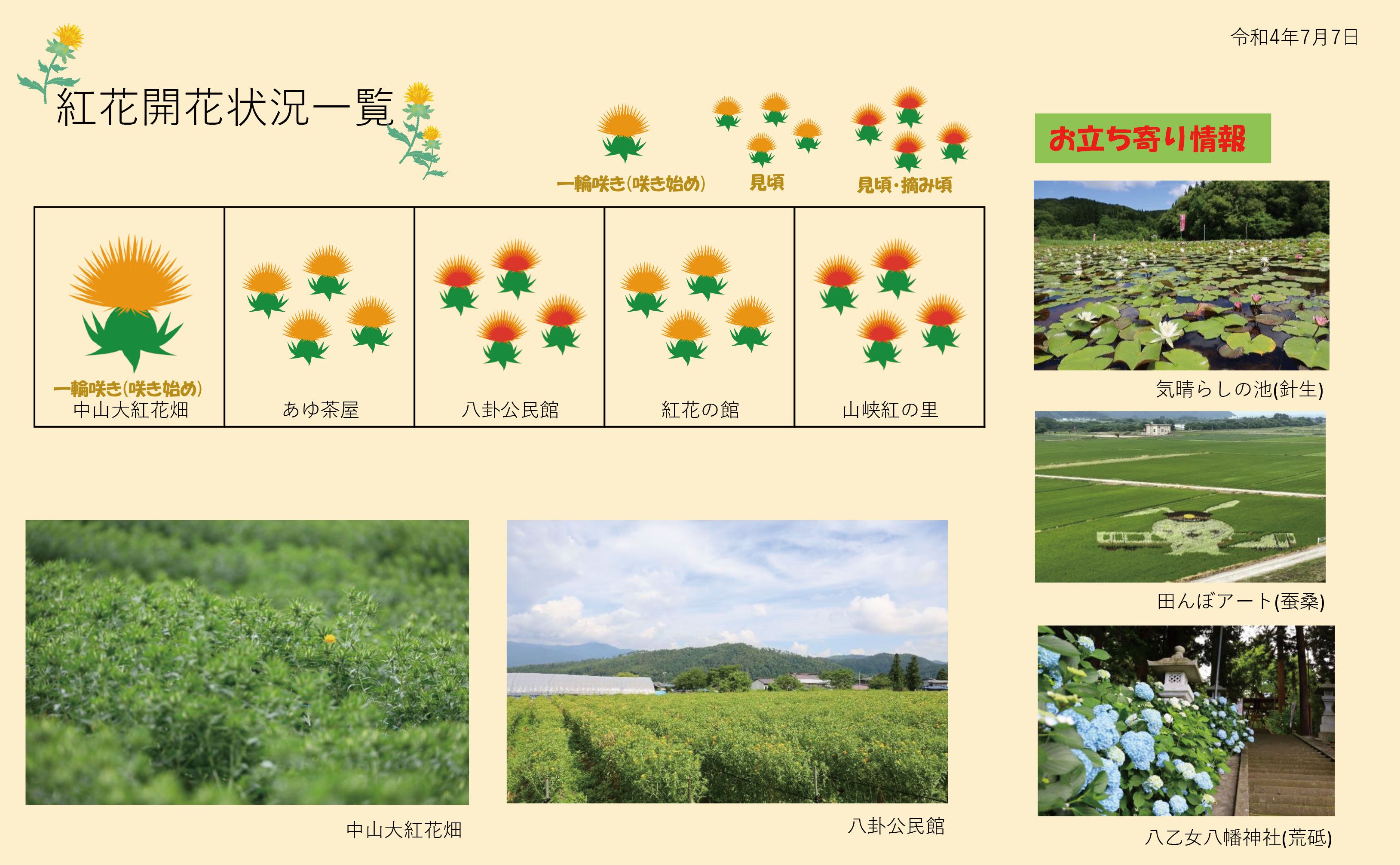 白鷹町紅花開花情報