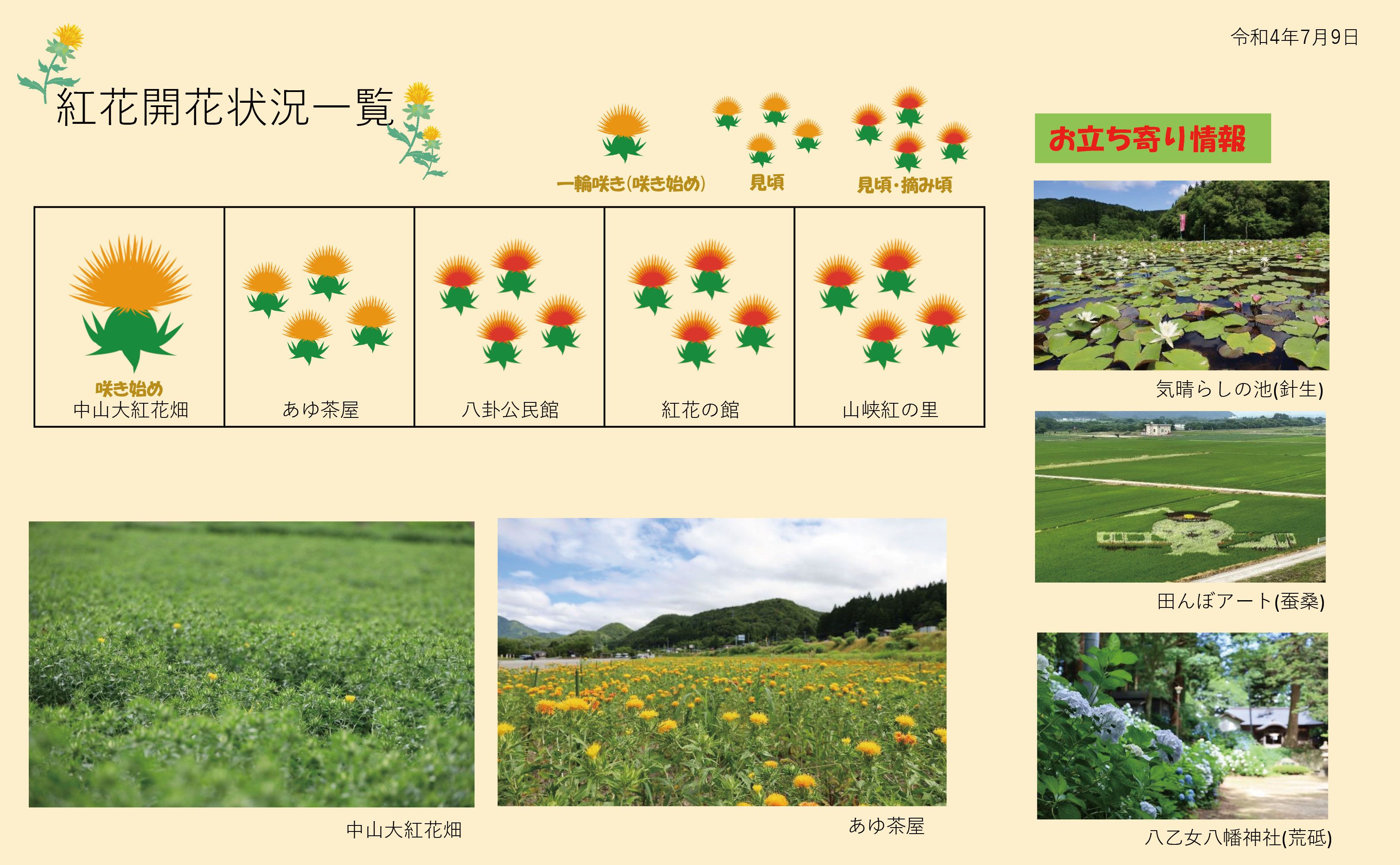 白鷹町紅花開花情報