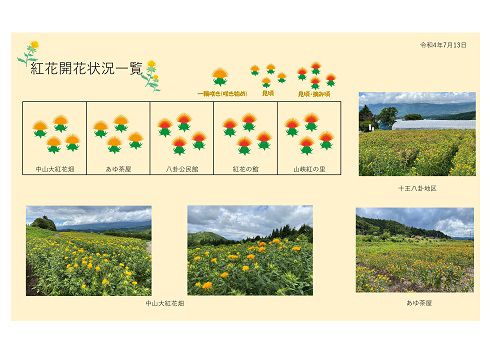 令和4年度　白鷹町紅花開花情報