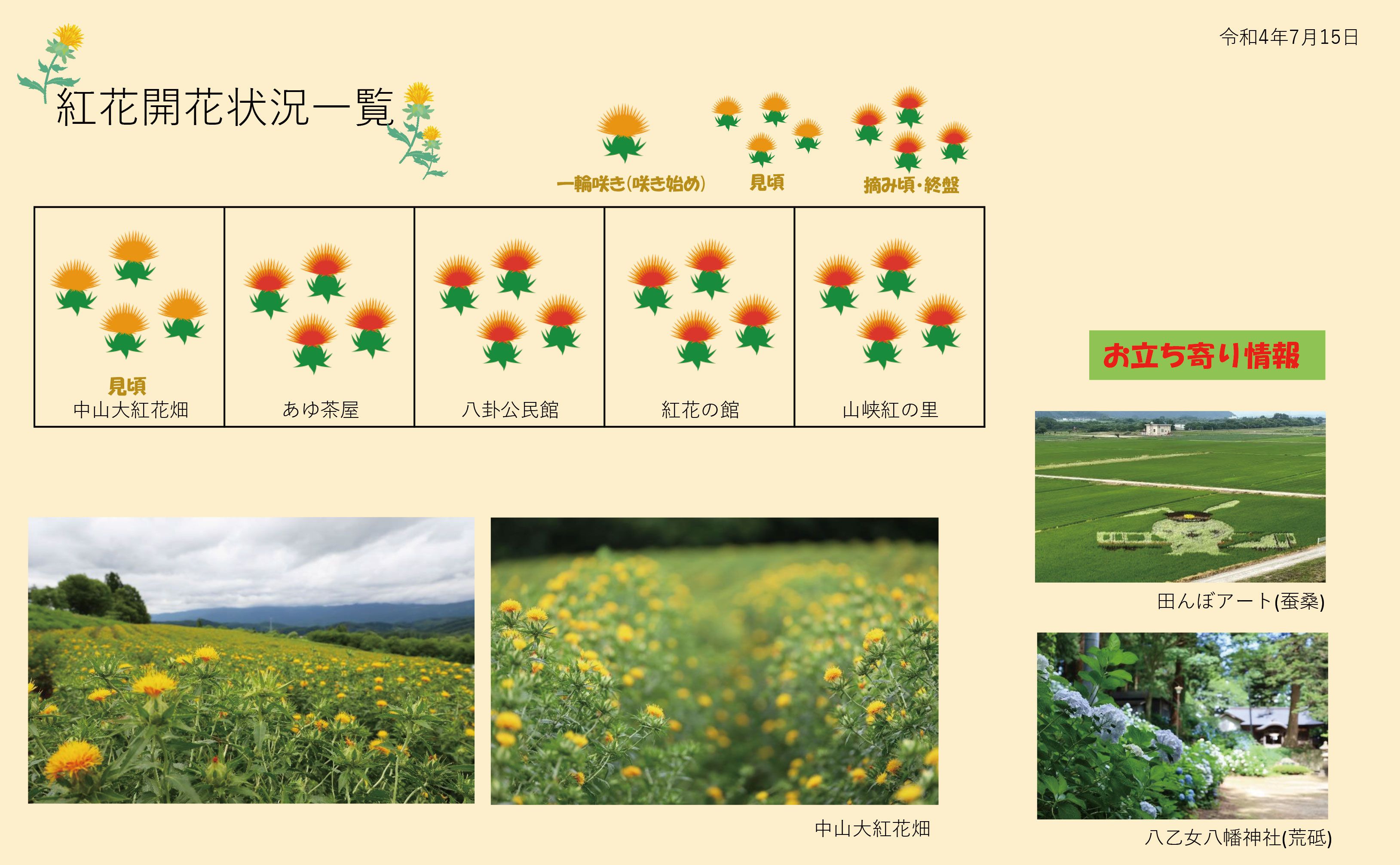 白鷹町紅花開花情報