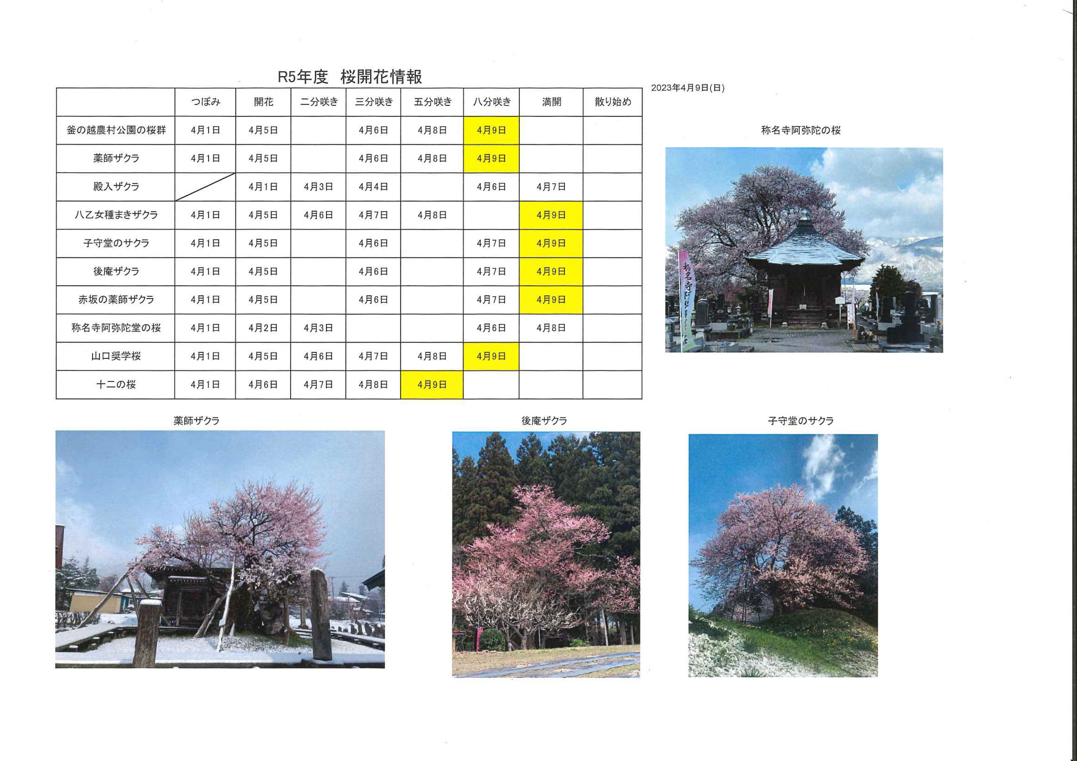 4月9日桜開花情報