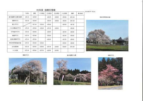 4月11日桜開花情報