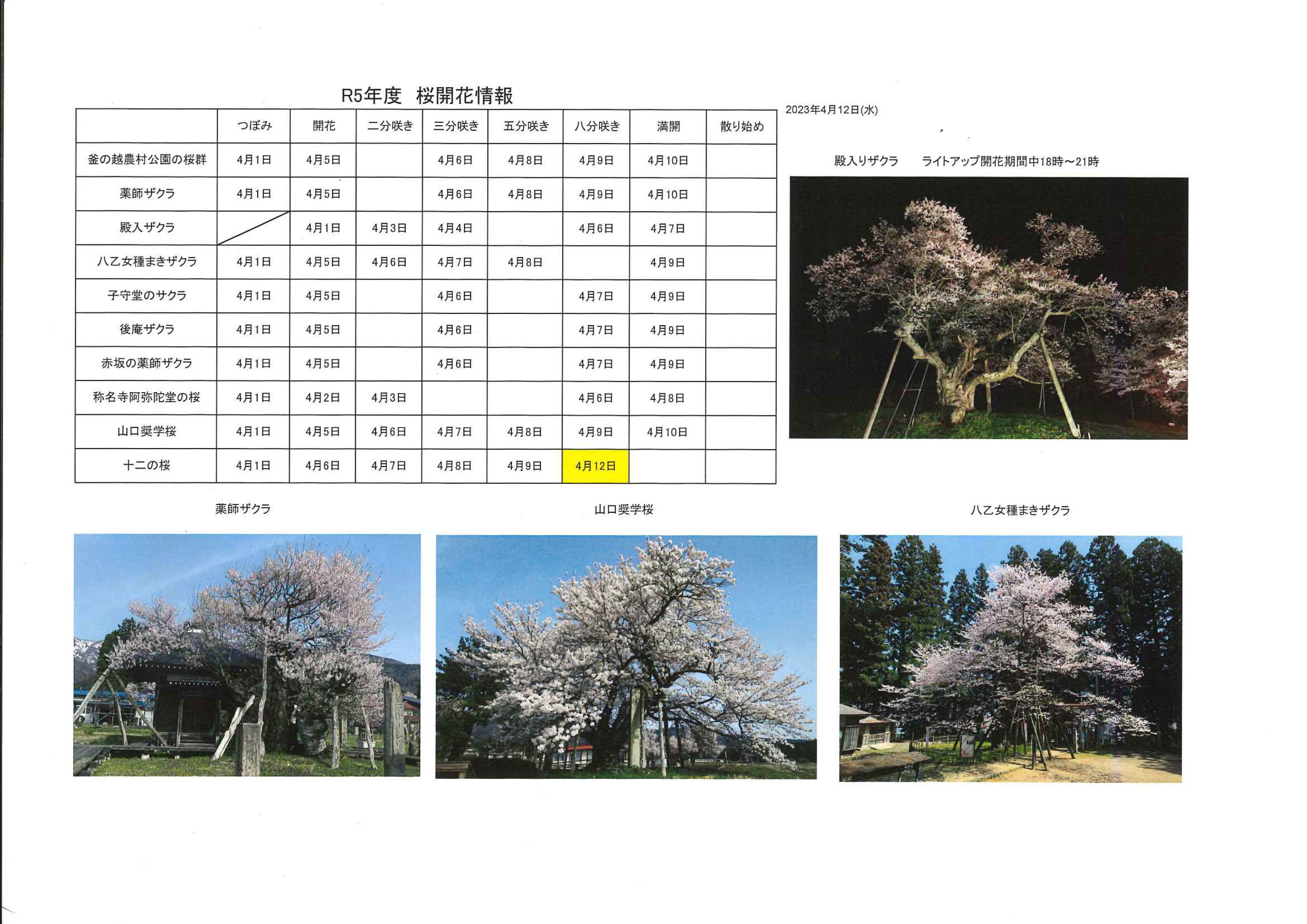 4月12日桜開花情報