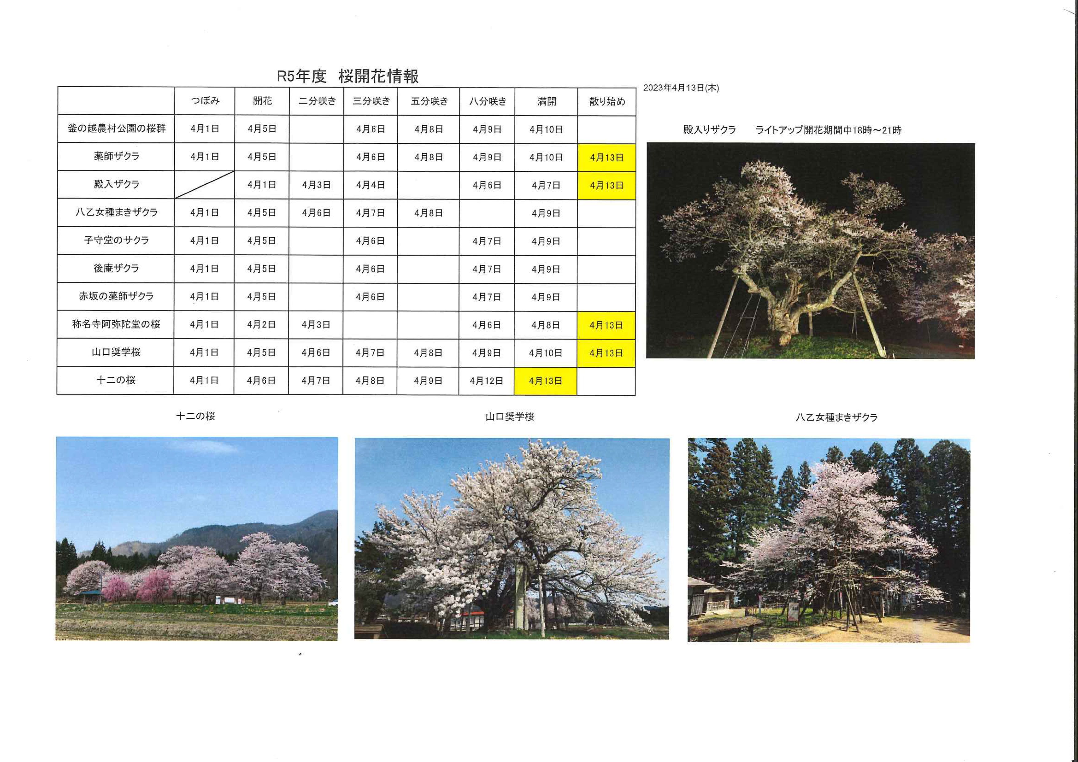 4月13日桜開花情報