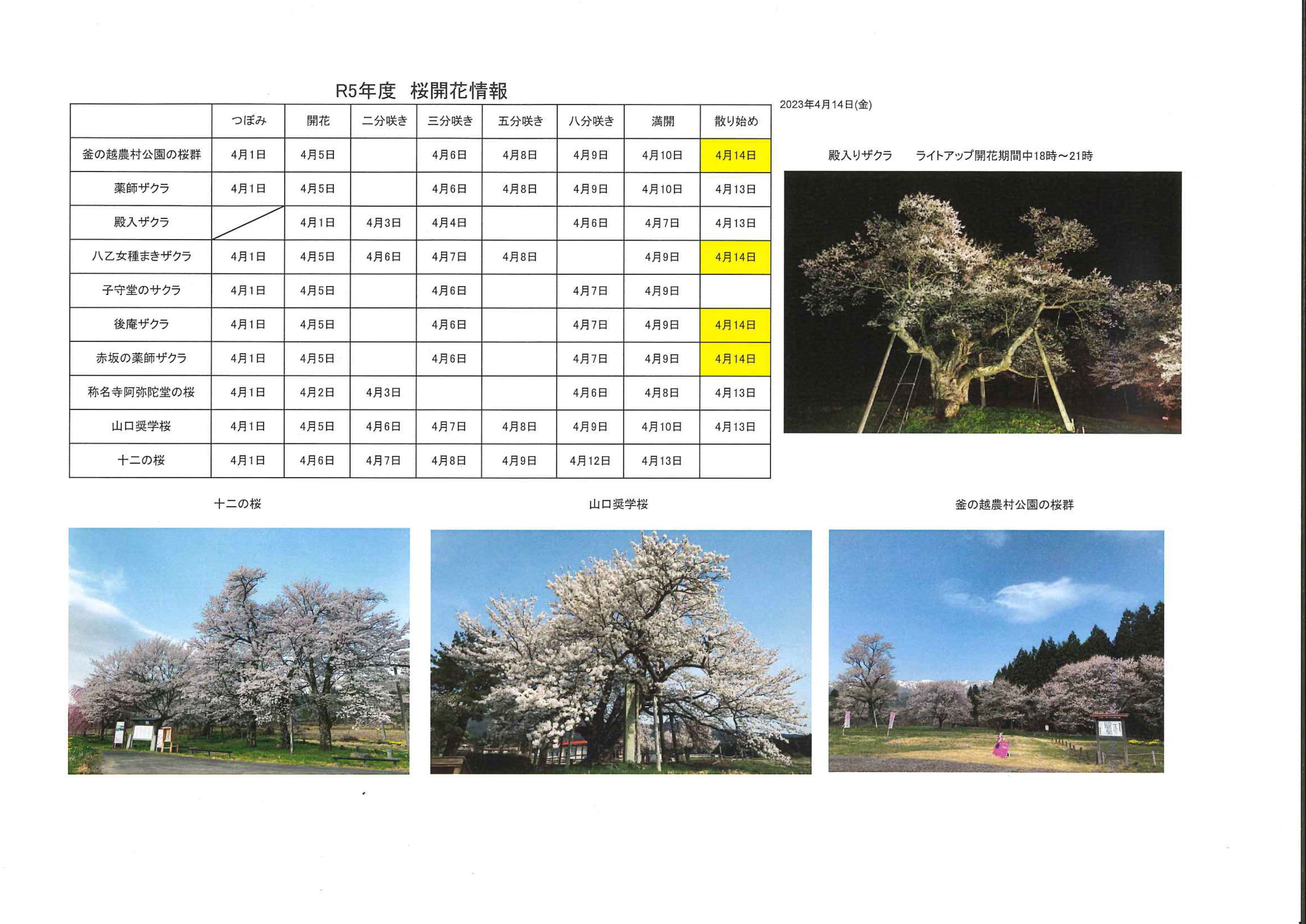 4月14日桜開花情報