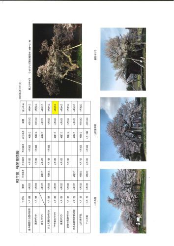 4月15日桜開花情報