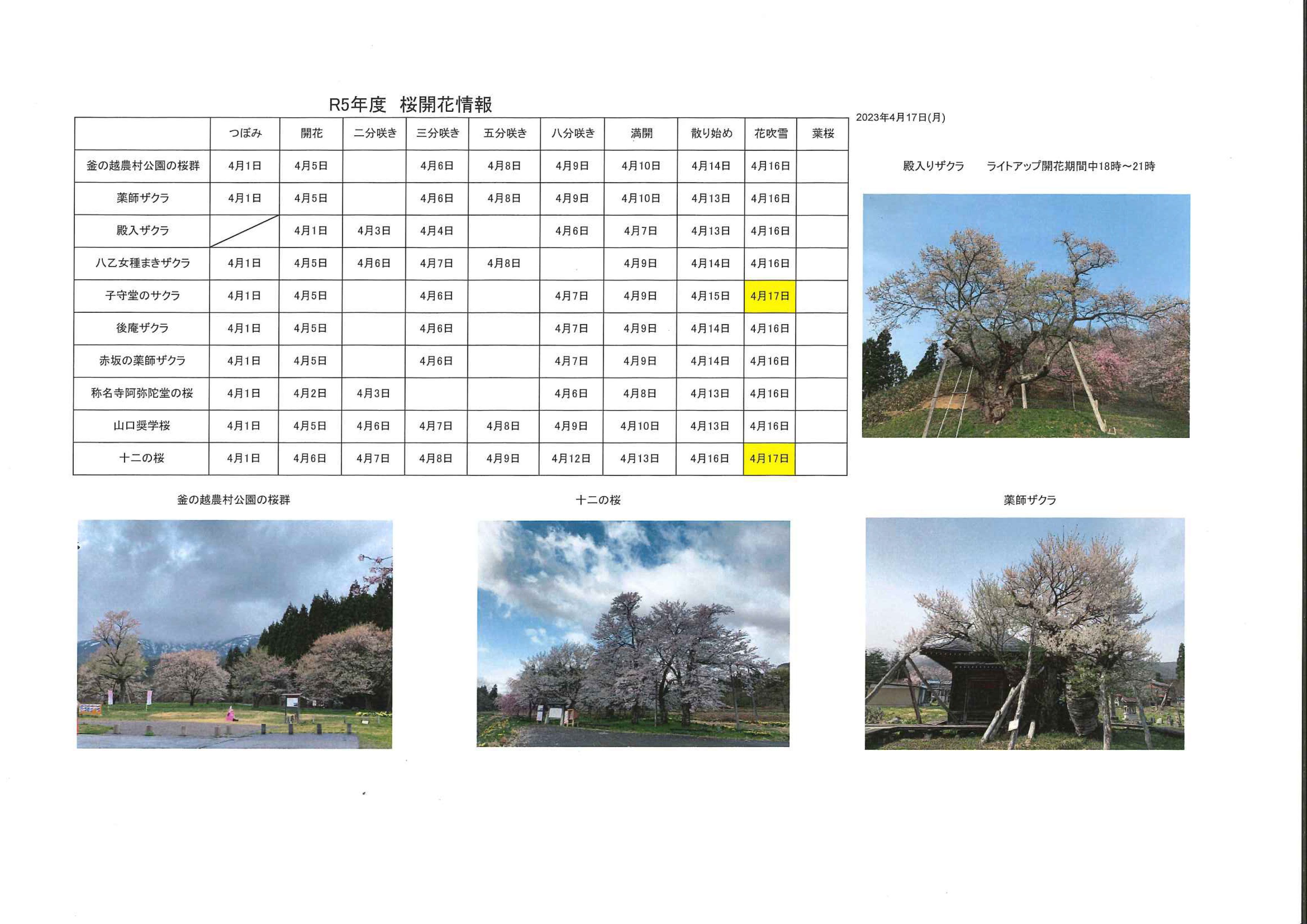 4月17日桜開花情報