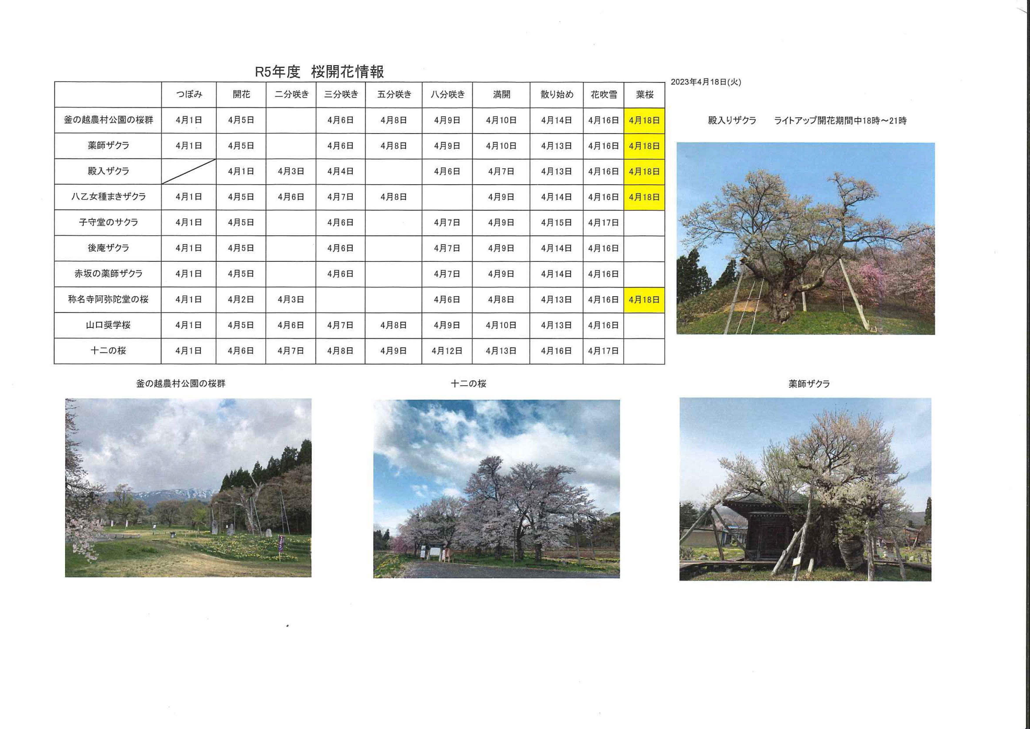 4月18日桜開花情報