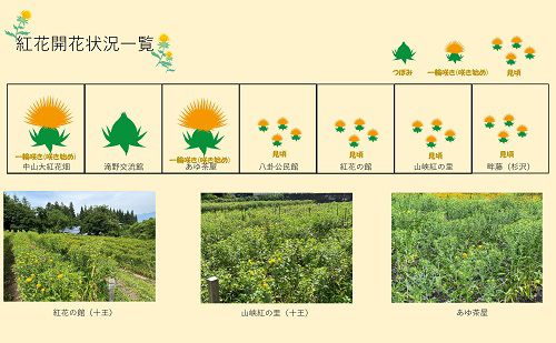 令和5年度紅花畑開花一覧