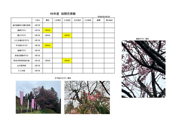 令和6年度さくら開花情報