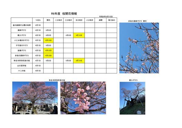 令和6年度さくら開花情報