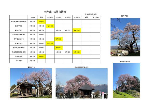 令和6年度さくら開花情報