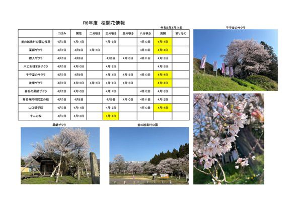 令和6年度さくら開花情報