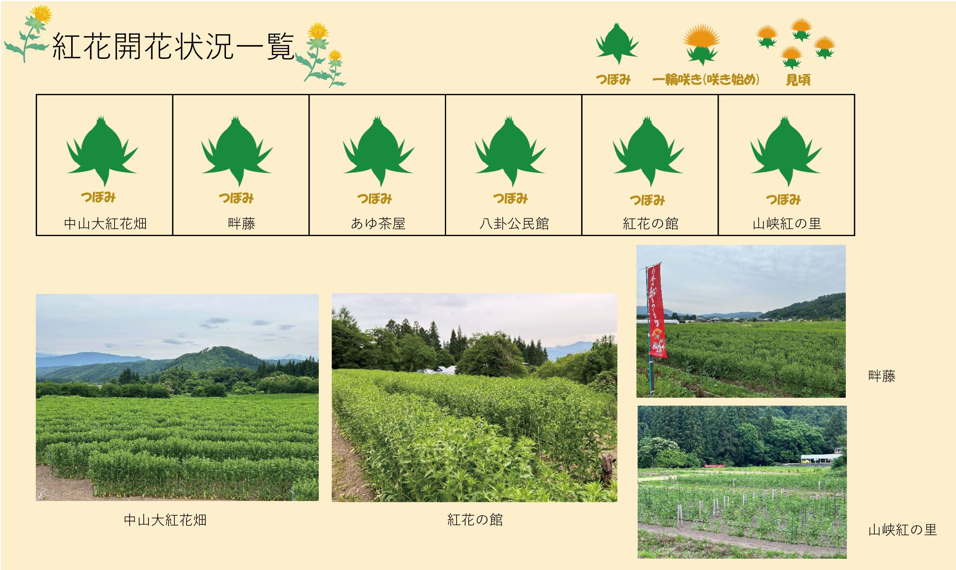 令和6年度 紅花畑開花一覧 6/18