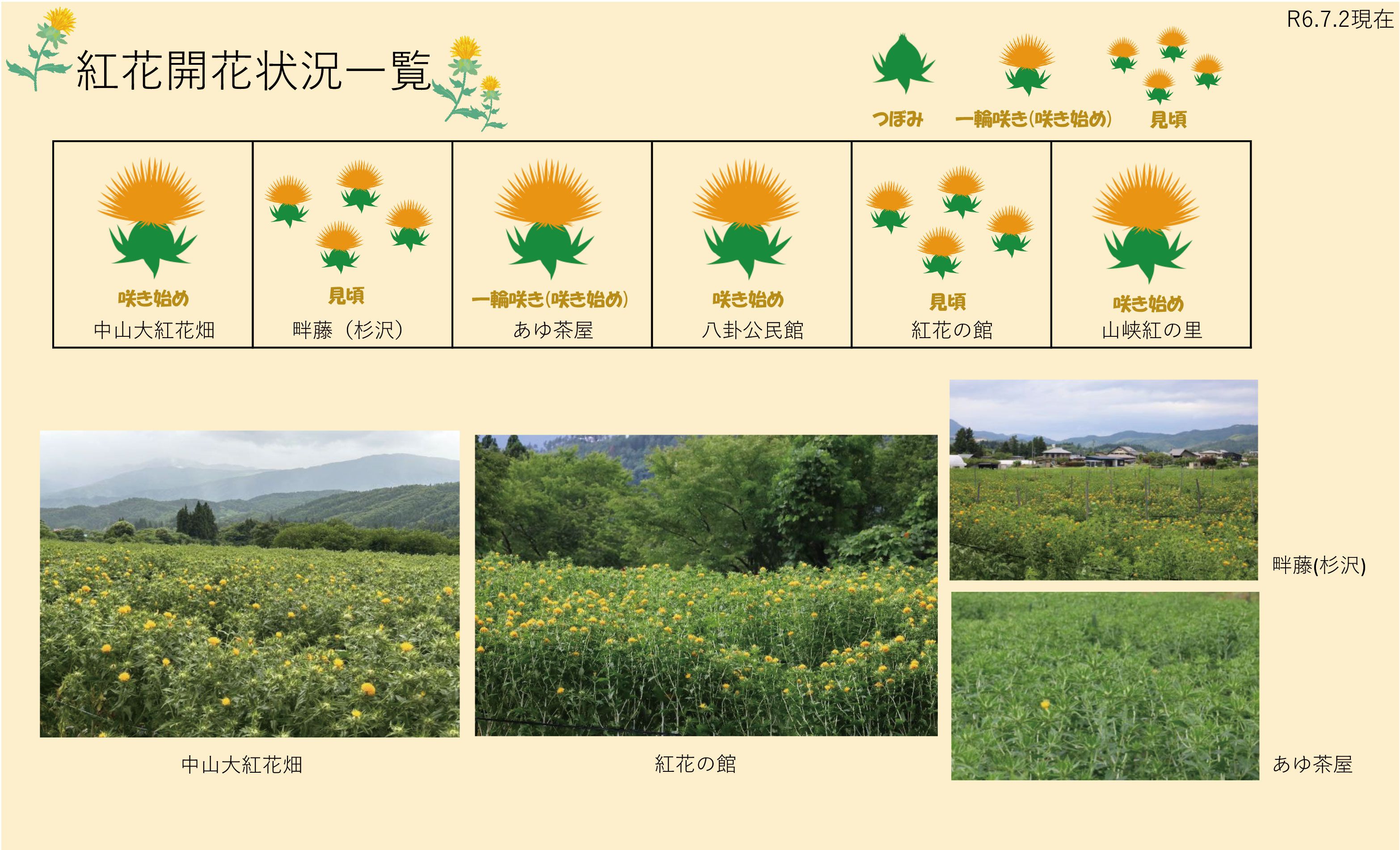 令和6年度 紅花畑開花一覧 7/2