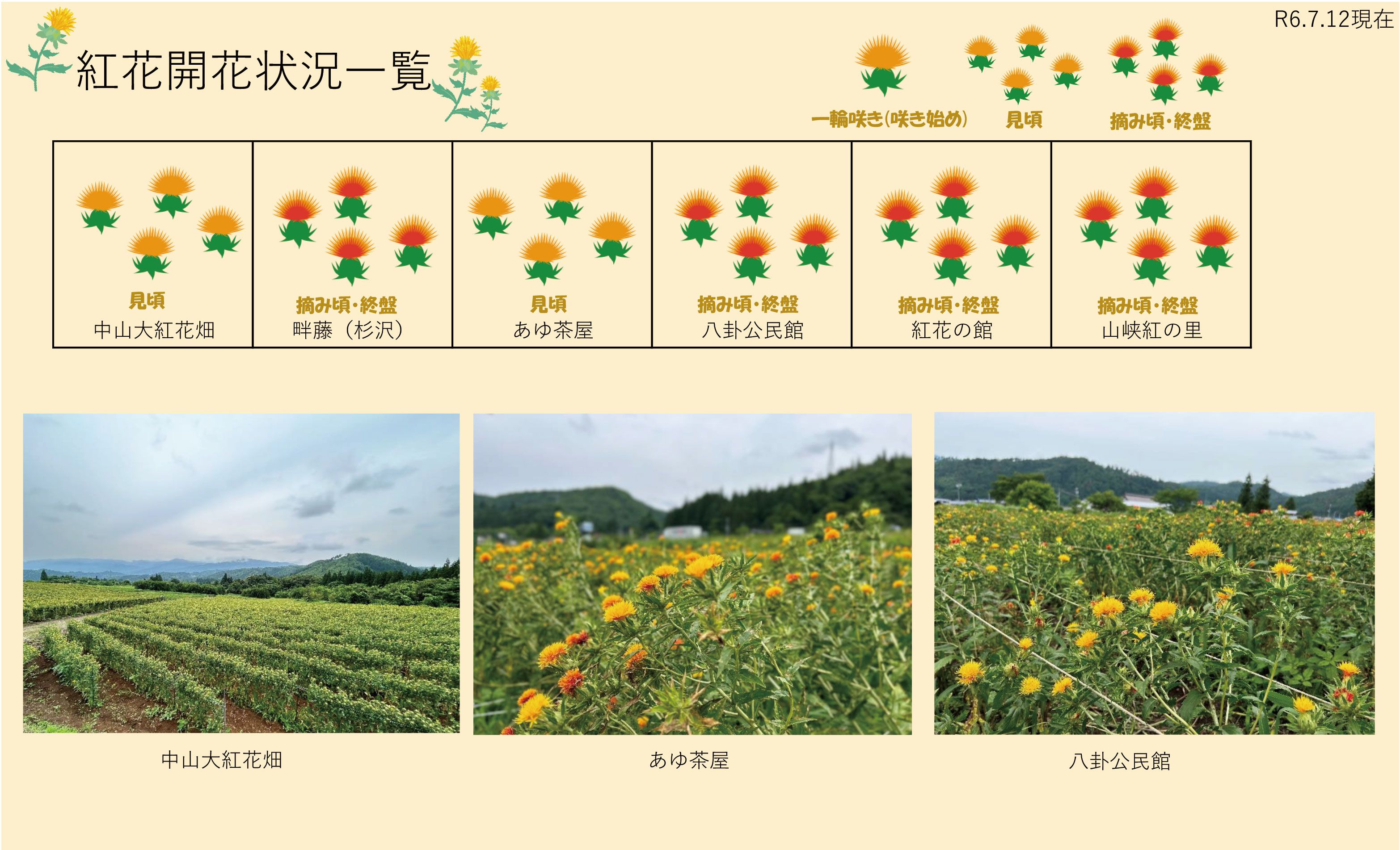 令和6年度 紅花畑開花一覧 7/12