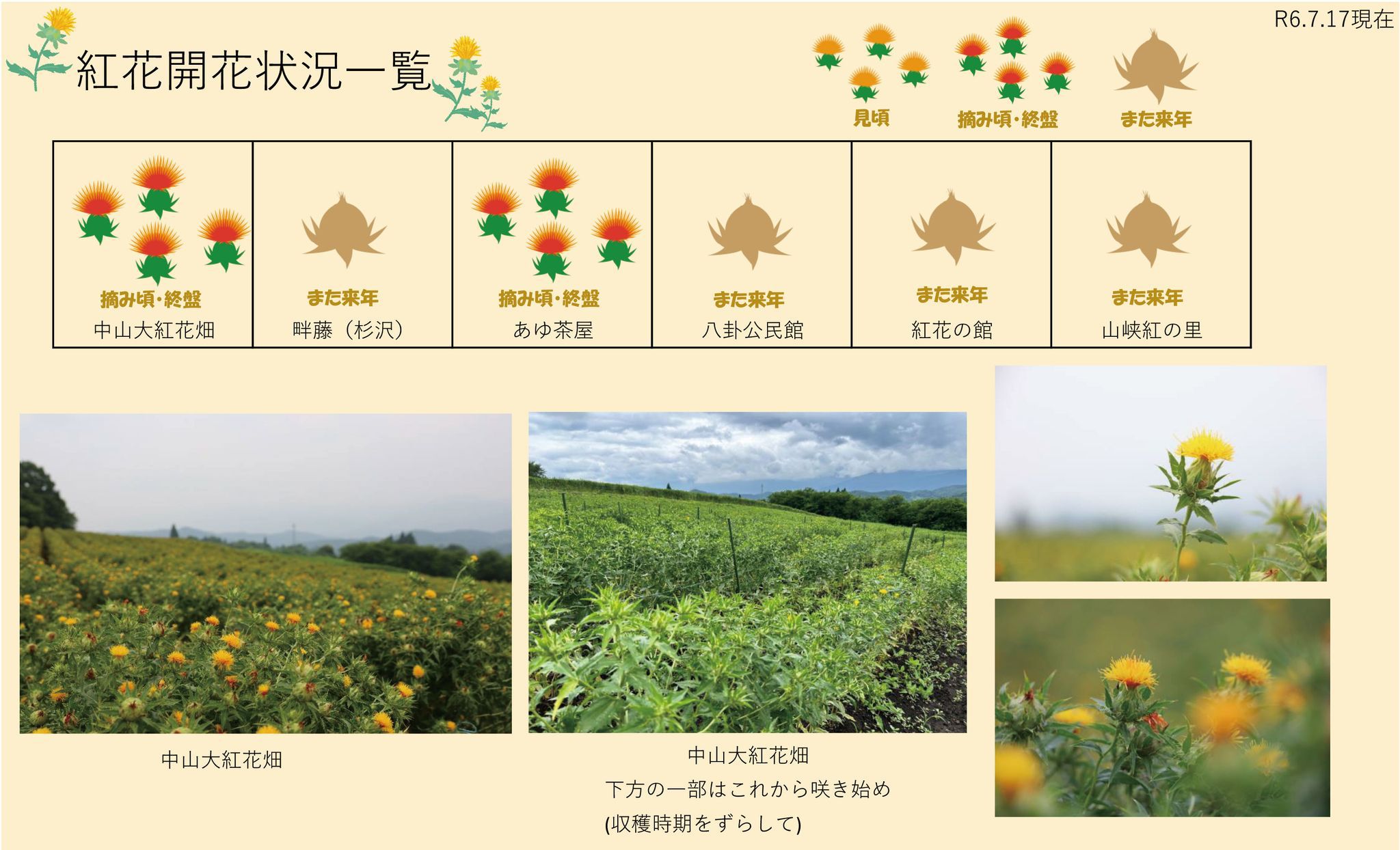 令和6年度 紅花畑開花一覧 7/17