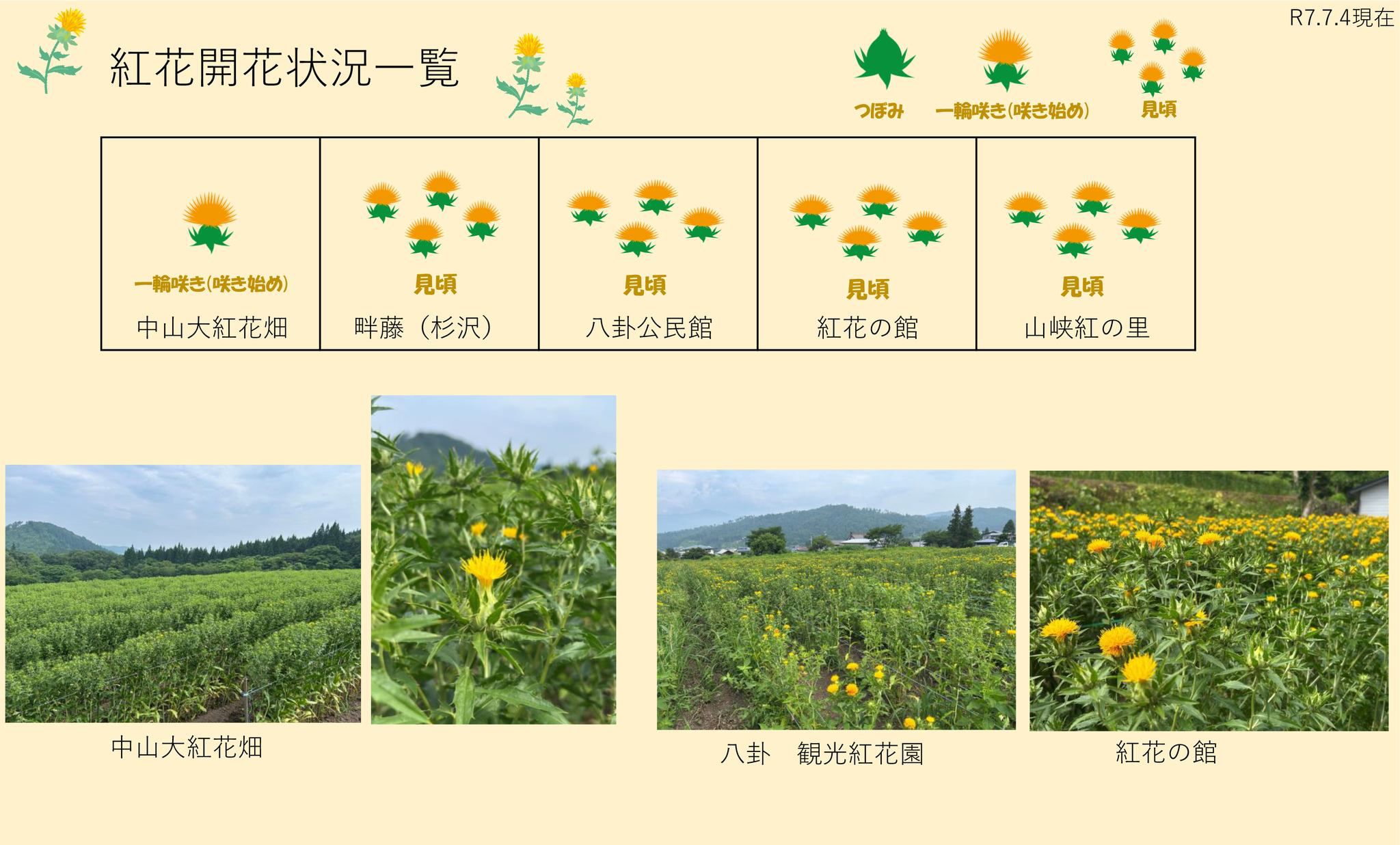 令和7年 紅花畑開花一覧7/4