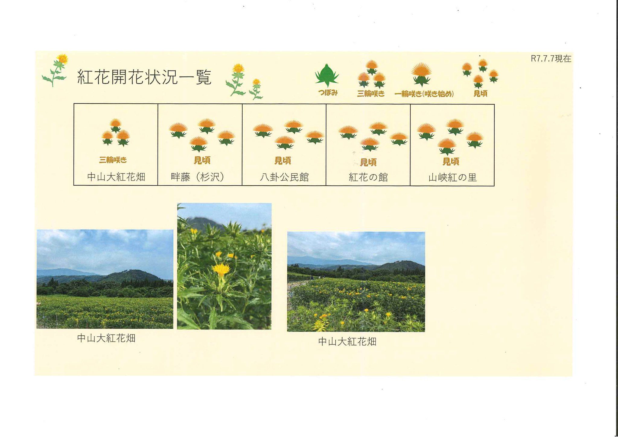 令和7年 紅花畑開花一覧7/7