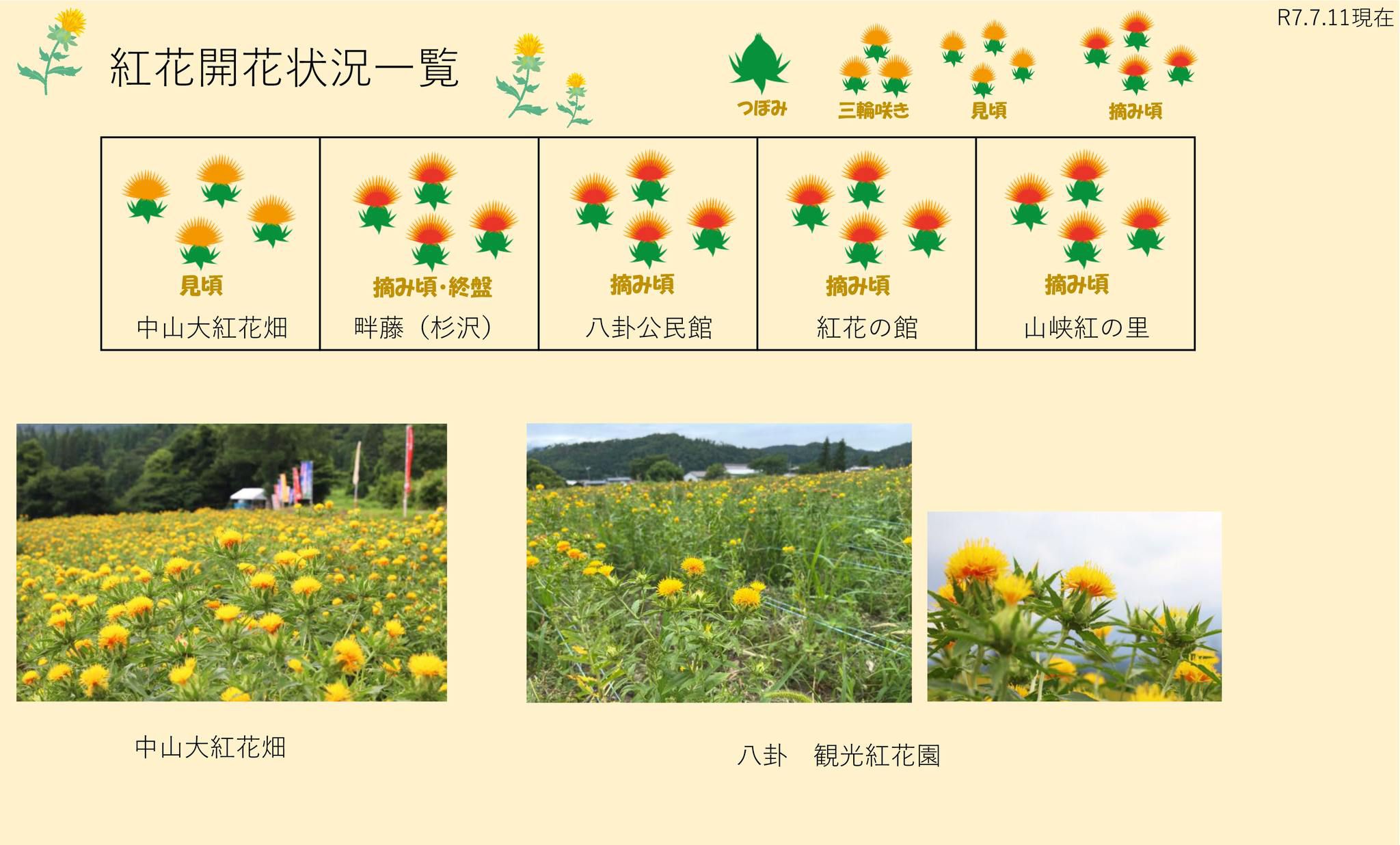 令和7年 紅花畑開花一覧7/11