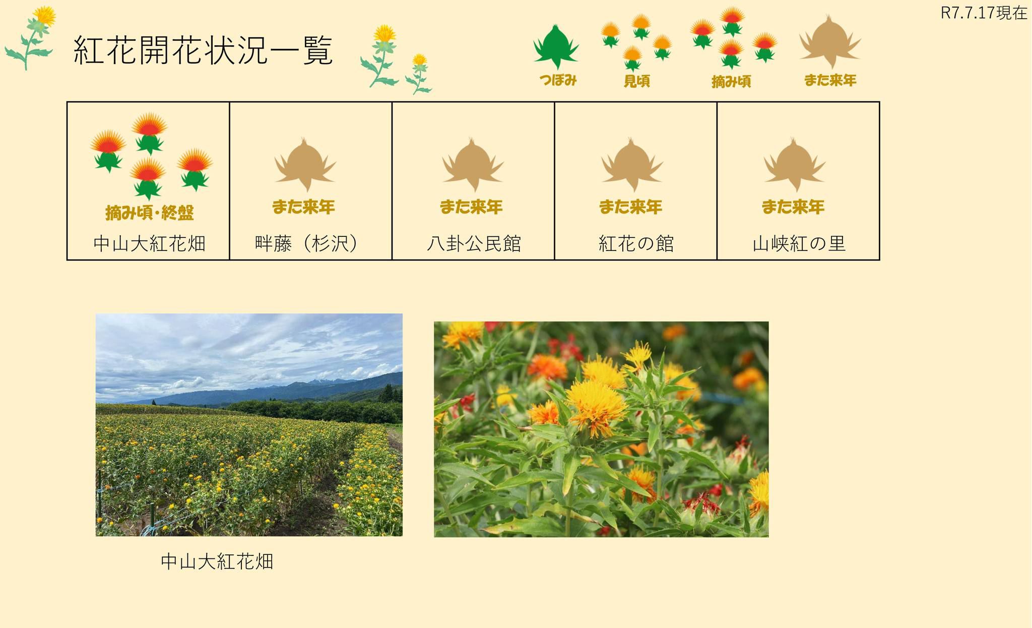 令和7年 紅花畑開花一覧7/17